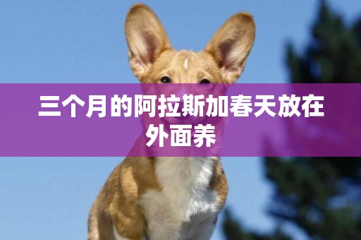 三個月的阿拉斯加春天放在外面養