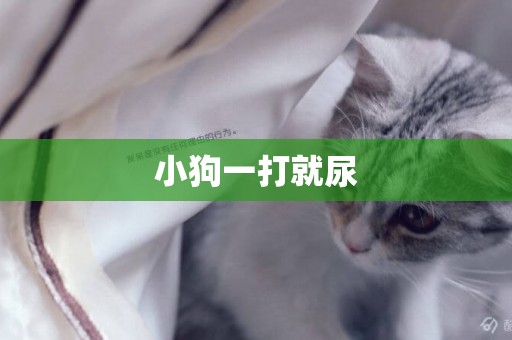 小狗一打就尿