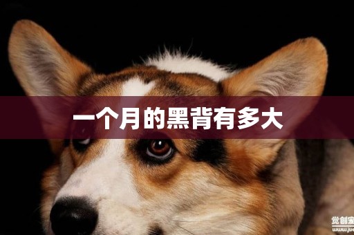 一個月的黑背有多大