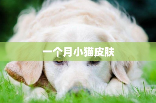 一個月小貓皮膚