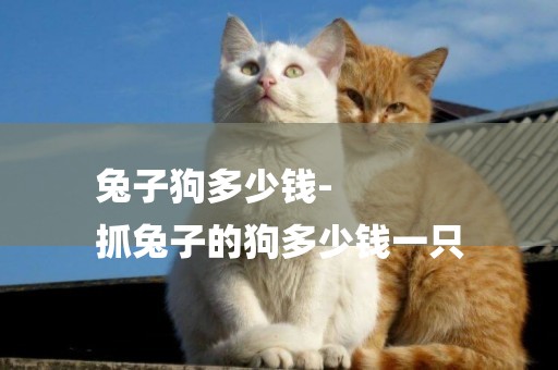 兔子狗多少錢-
抓兔子的狗多少錢一只