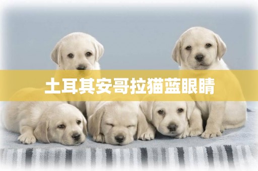 土耳其安哥拉貓藍眼睛