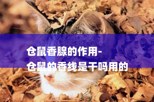 倉鼠香腺的作用-
倉鼠的香線是干嗎用的