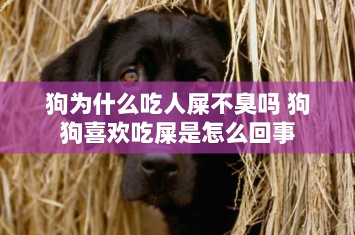 狗為什么吃人屎不臭嗎 狗狗喜歡吃屎是怎么回事
