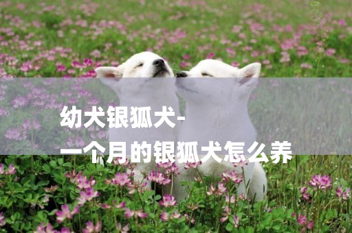 幼犬銀狐犬-
一個月的銀狐犬怎么養