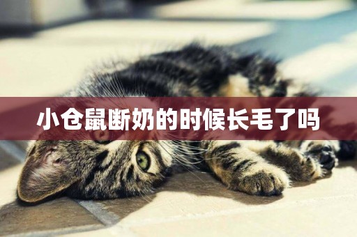 小倉鼠斷奶的時候長毛了嗎