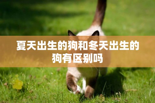 夏天出生的狗和冬天出生的狗有區別嗎