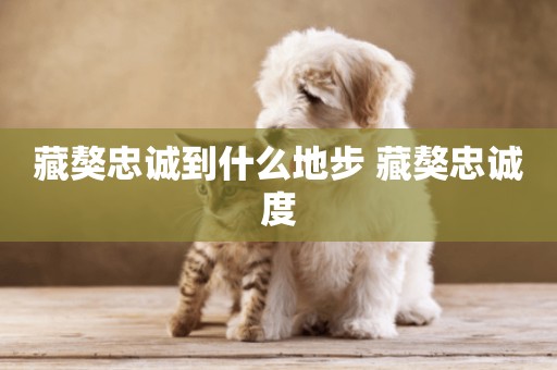 藏獒忠誠到什么地步 藏獒忠誠度