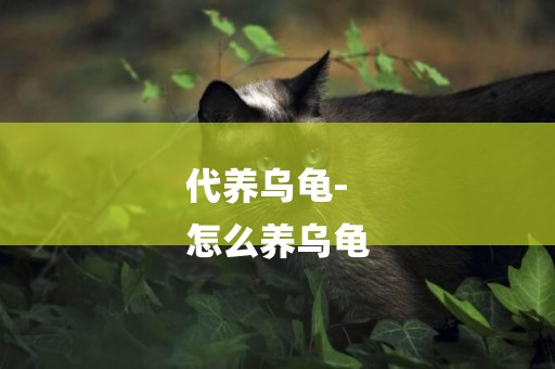 代養烏龜-
怎么養烏龜