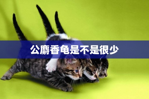 公麝香龜是不是很少