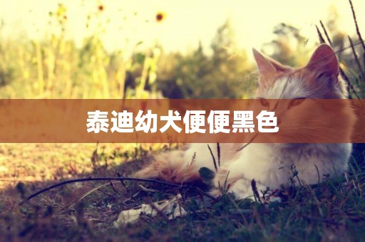 泰迪幼犬便便黑色