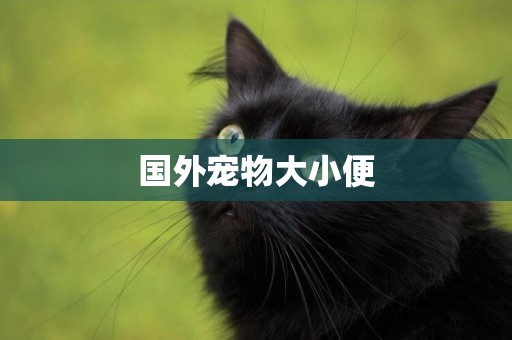 國外寵物大小便