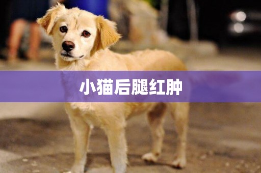 小貓后腿紅腫