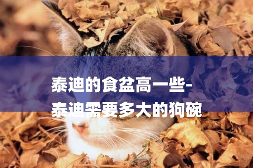 泰迪的食盆高一些-
泰迪需要多大的狗碗