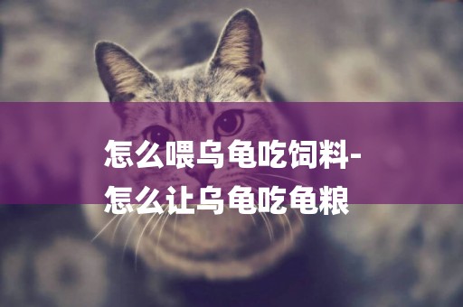 怎么喂烏龜吃飼料-
怎么讓烏龜吃龜糧