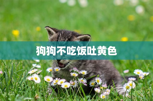 狗狗不吃飯吐黃色