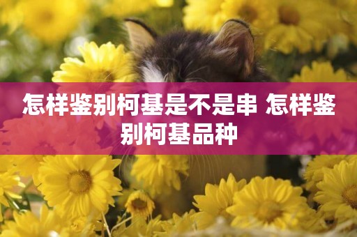 怎樣鑒別柯基是不是串 怎樣鑒別柯基品種