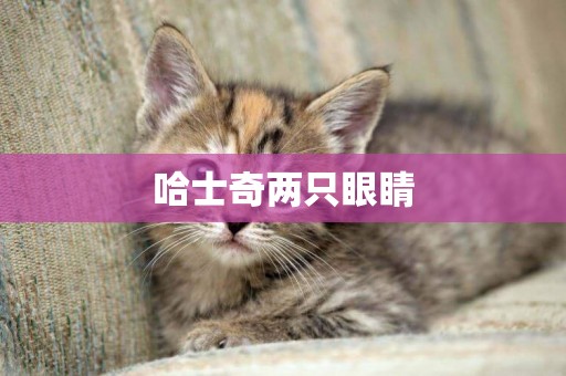 哈士奇兩只眼睛