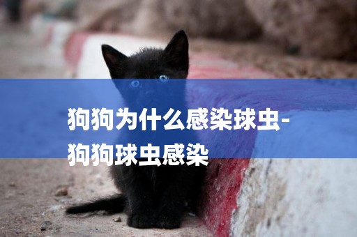 狗狗為什么感染球蟲-
狗狗球蟲感染