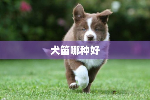 犬笛哪種好