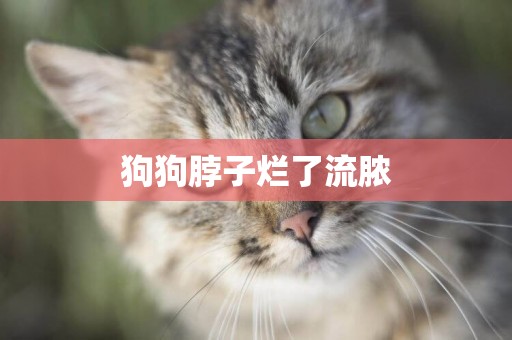 狗狗脖子爛了流膿