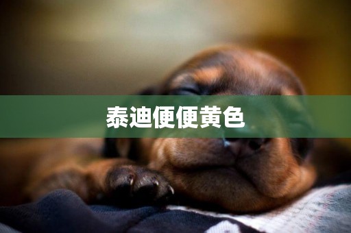 泰迪便便黃色