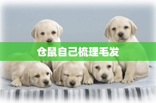 倉鼠自己梳理毛發