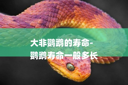 大非鸚鵡的壽命-
鸚鵡壽命一般多長