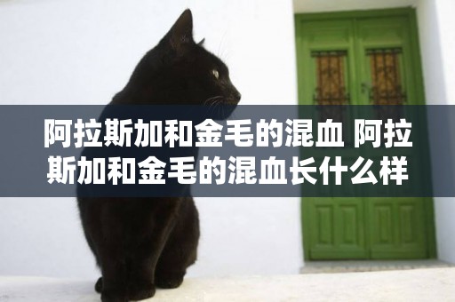阿拉斯加和金毛的混血 阿拉斯加和金毛的混血長什么樣子