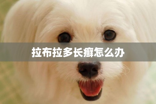 拉布拉多長癬怎么辦