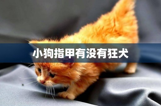 小狗指甲有沒有狂犬