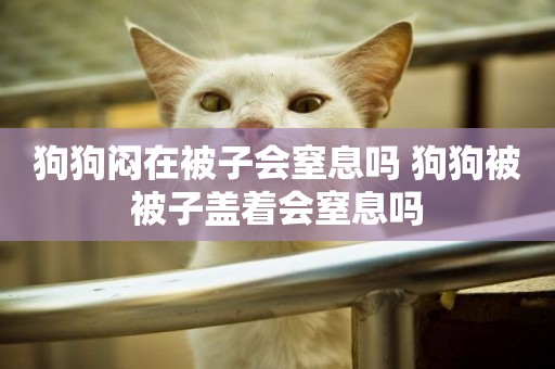 狗狗悶在被子會窒息嗎 狗狗被被子蓋著會窒息嗎
