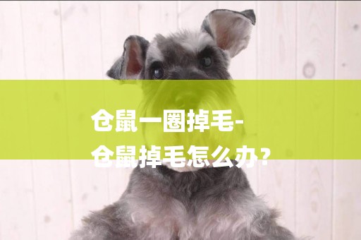倉鼠一圈掉毛-
倉鼠掉毛怎么辦？