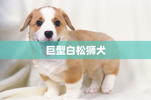巨型白松獅犬