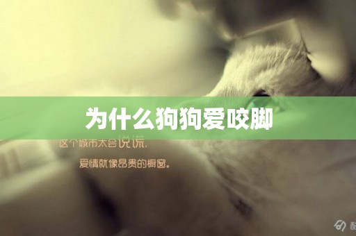 為什么狗狗愛咬腳