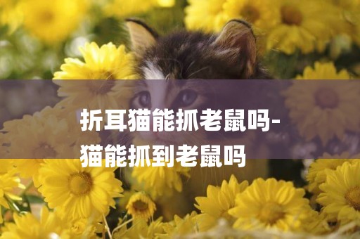 折耳貓能抓老鼠嗎-
貓能抓到老鼠嗎