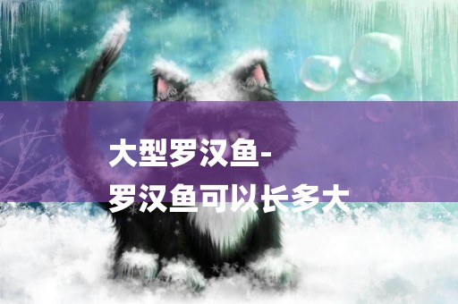 大型羅漢魚-
羅漢魚可以長多大