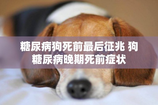 糖尿病狗死前最后征兆 狗糖尿病晚期死前癥狀