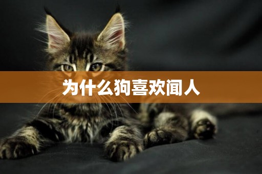 為什么狗喜歡聞人