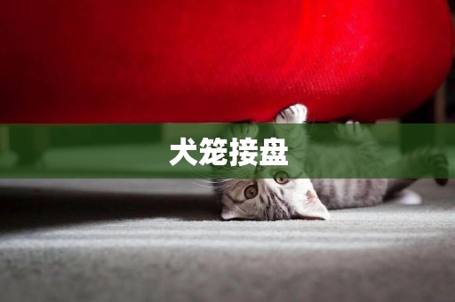 犬籠接盤