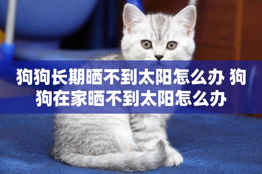 狗狗長期曬不到太陽怎么辦 狗狗在家曬不到太陽怎么辦