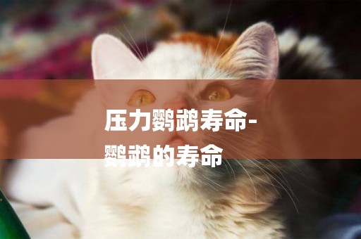 壓力鸚鵡壽命-
鸚鵡的壽命