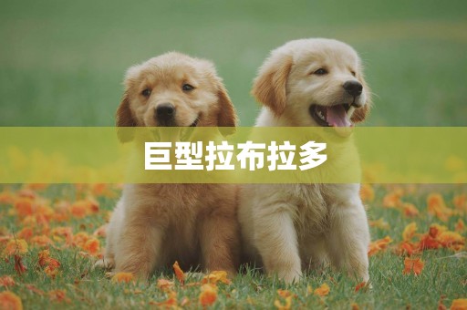 巨型拉布拉多