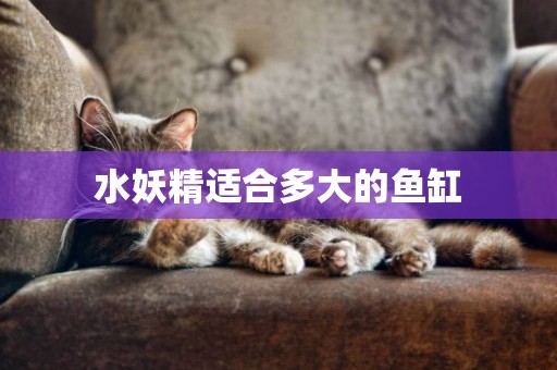 水妖精適合多大的魚缸