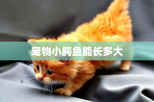 寵物小鱷魚能長多大