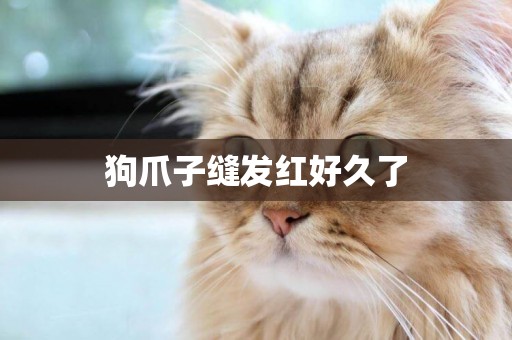 狗爪子縫發紅好久了