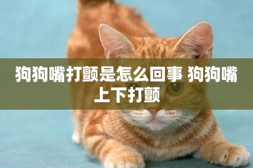 狗狗嘴打顫是怎么回事 狗狗嘴上下打顫