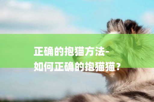 正確的抱貓方法-
如何正確的抱貓貓？