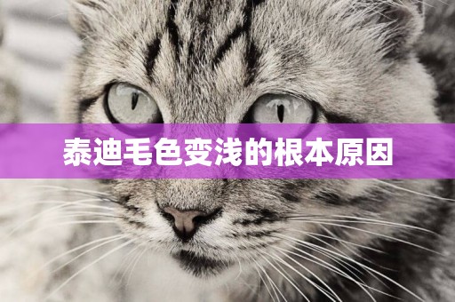 泰迪毛色變淺的根本原因