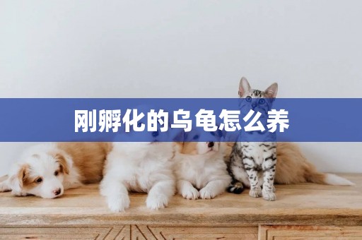 剛孵化的烏龜怎么養